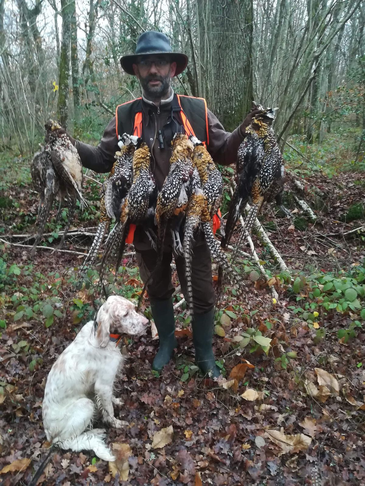 Journée de chasse Chasse devantsoi aux faisans vénérés en Sologne Journée de chasse Chasse devantsoi aux faisans vénérés en Sologne