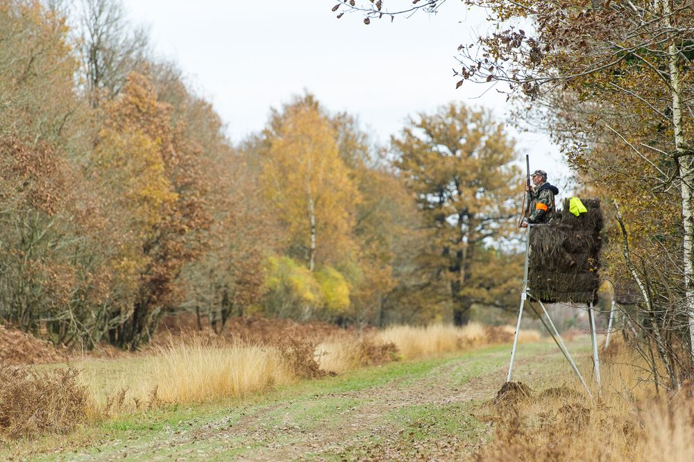 Journée de chasse Action au gros gibier dans les DeuxSèvres Journée de chasse Action au gros gibier dans les DeuxSèvres